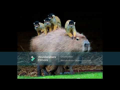 l to the og slowed and reverb