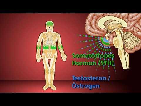 Knochenwachstum - Schulfilm Biologie