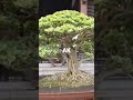 BONSAI KELAS BINTANG