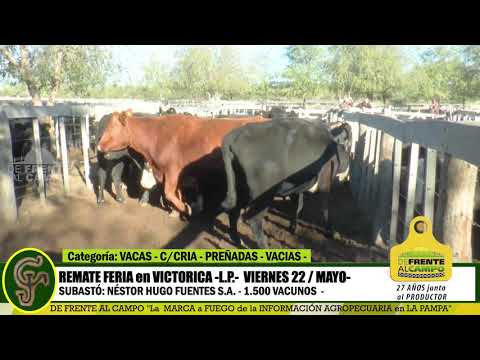 DE FRENTE AL CAMPO junto al SECTOR PRODUCTIVO -REMATE NHF SA - VIERNES 22/MAYO - PARTE 2-