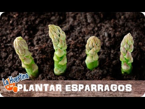 , title : 'Como Plantar Espárragos En El Huerto || La Huertina De Toni'
