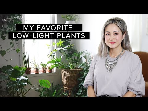 30 Favorite Low-Maintenance LOW LIGHT INDOOR PLANTS + Styling Tips | Julie Khuu