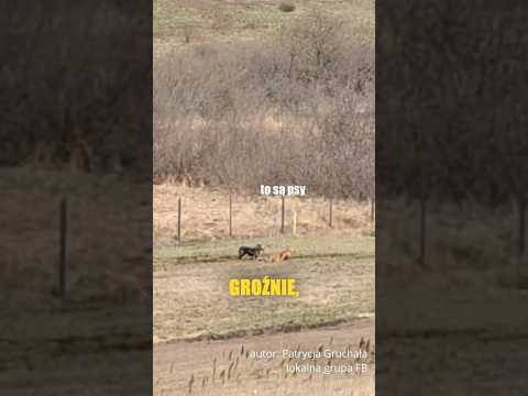 Dzikie psy rozszarpują sarnę.