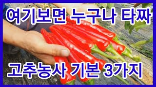 고추농사 기본 3가지만 지키면 성공함 고추재방 방법 귀농귀촌 고추심기