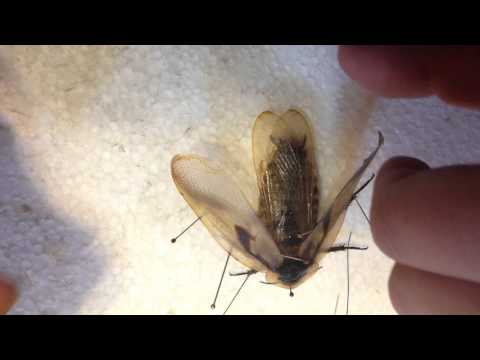 download lagu mp3 mp4 How To Pin A Cockroach, download lagu How To Pin A Cockroach gratis, unduh video klip How To Pin A Cockroach