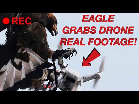 Eagle VS Drone Video!!! REAL FOOTAGE!!!