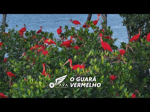 O Guara Vermelho de Araioses / Maranhão - By AVA Aero Imagem