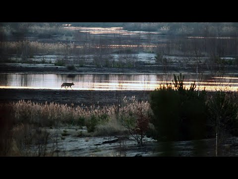WOLVES RETURN | DIE RÜCKKEHR DER WÖLFE | Trailer | English Subtitles | 2019