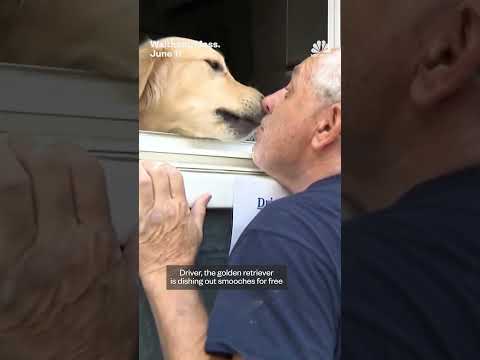 Massachusetts residents visit doggy kissing booth