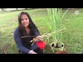 How to Growing  Rootless Lemongrass my way @ Wide Open Transit Farm