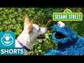 Sesame Street Cookie Monster Helps Doggie Friend Find A Home With Dodo Kids