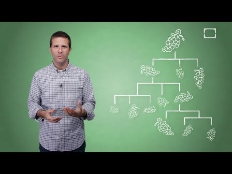 download lagu mp3 mp4 Seedless Grapes, download lagu Seedless Grapes gratis, unduh video klip Seedless Grapes