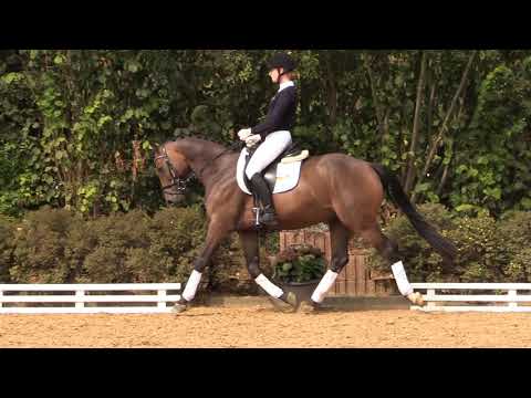 Santano - Wallach - 2014 geboren (Sir Calypso x Almaz)