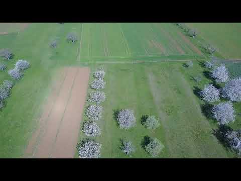 Cherry trees from above in Nuglar - St. Pantaleon