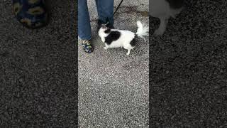 Video preview image #1 Chihuahua Puppy For Sale in Rootstown, OH, USA