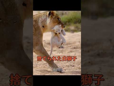 そのライオンの赤ちゃんは毛色のせいで母親に捨てられたが、幸運にも心優しい男性に引き取られた。 #animals #動物