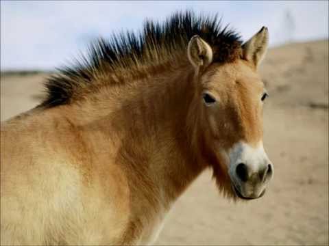 Horse - The Lost Trailers