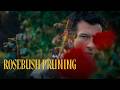 Rosebush Pruning Official Trailer