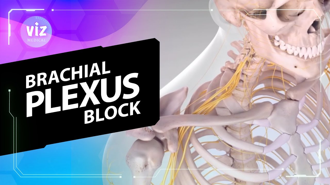 Brachial Plexus Block (3D Animation)