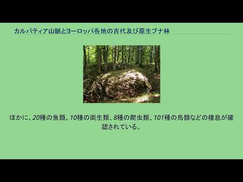 ヨーロッパブナについて詳しく解説