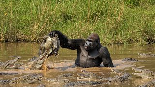 When Animals Messed with the Wrong Opponent!