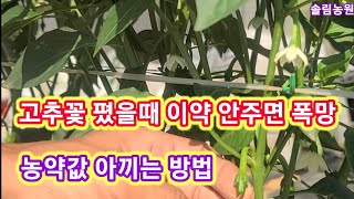 고추 꽃피고 2일안에 이약 안주면 폭망~ 고추농사 잘짓는법,재배방법 키우기,농부 고추병충해,담배나밥,진딧물,…