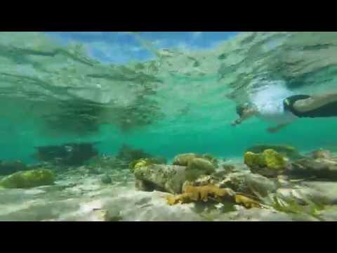 Nadando entre tiburones, tortugas y rayas