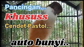 Download lagu pancingan kususs cendet pastol ,Belajar bunyi ,ngriwik ,meningkatkan emosi mp3