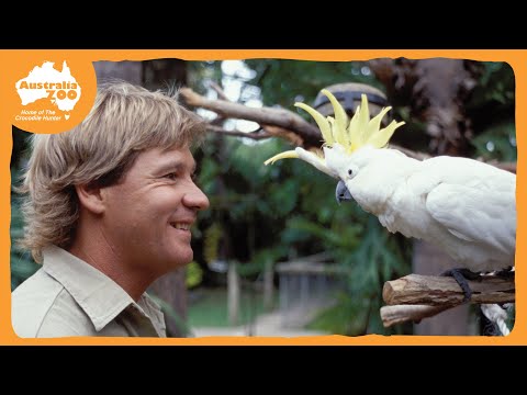 The history of Occa | Australia Zoo Life