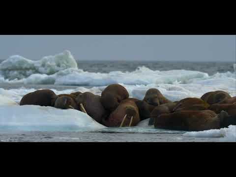 WALRUSES & POLAR BEAR IN PACK ICE