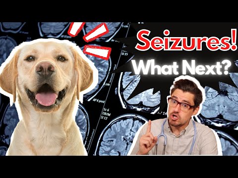 Dog Seizures!  What Next with Dr. Dan