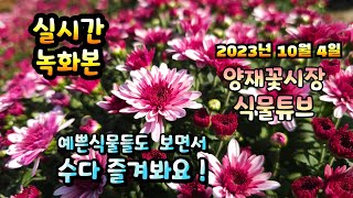 2023년 10월 4일 수요일 예쁜식물들 보면서 수다즐겨봐요. #양재꽃시장 #식물튜브 #식물아빠