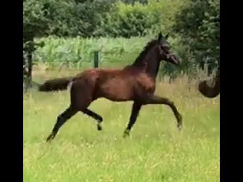 SOLD 2019 Stutfohlen von / filly by BARON (BENICIO) www.sporthorses-online.com