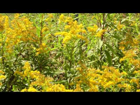 Wandern um den Heidesee 22.8.2016!