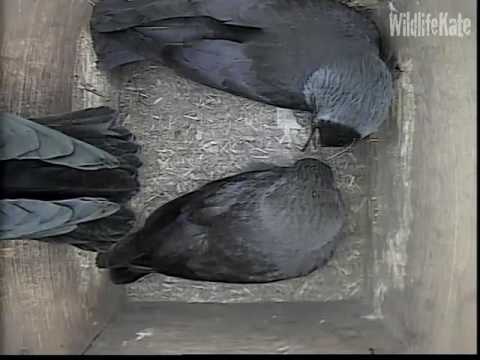 Jackdaws wing stretching 9th June