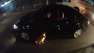 Helmet Camera Footage Dog Crossing Highway Rescue