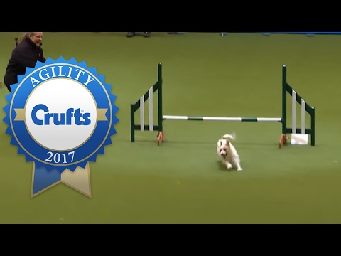 Hilarious Jack Russell Goes Crazy with Excitement at Crufts 2017!