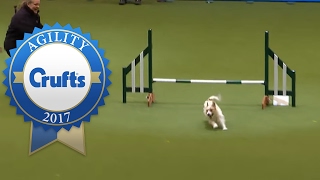 Ollie at Crufts Video