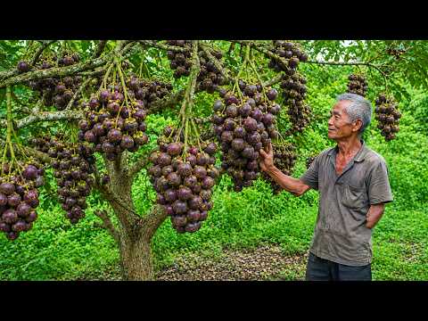 Aos 80 Anos e Com Apenas Um Braço, Agricultor Colhe Mangostão Para Vender na Feira | Vida No Campo