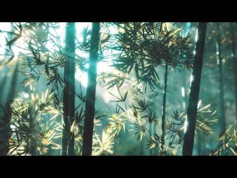 Asian Bamboo forest with sunlight 4K