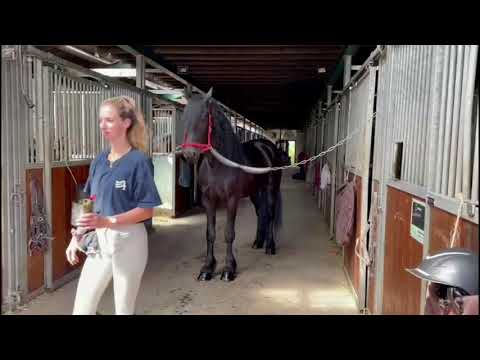 Stal Okkema's Dex - Jehannes x Andries - gelding - 2017