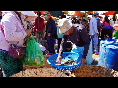 Cambodia Fish Market Show in The Morning - Plenty Alive Rural Fish, Seafood & More Selling @Kilo 9