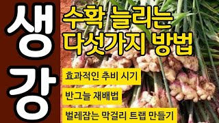 생강 수확 늘리는 다섯가지 방법 - 효과적인 추비시기, 반그늘 재배법, 벌레잡는 막걸리 트랩