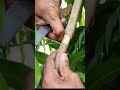 Mango Tree Grafting Process Explained