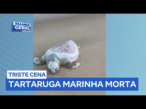 Tartaruga marinha é encontrada morta em praia de Casimiro de Abreu (RJ)