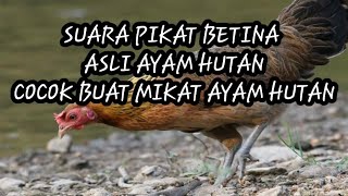 Download lagu Suara Pikat Betina Terbaru Mp3 mp3 Download lagu Suara Pikat Betina Terbaru Mp3 mp3