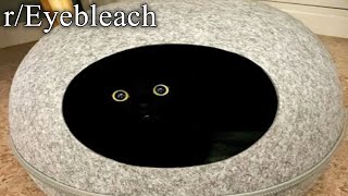 r/Eyebleach | what the...