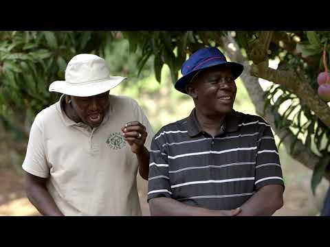 Shamba Shape Up Sn 9 - Ep 3: Dairy Cows, Mangoes, Marketing (Swahili)