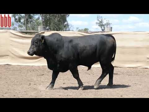 Lot 84 - Triple B Rodeo R216