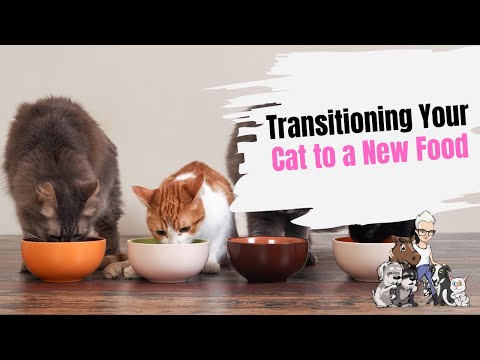 Episode 65: Transitioning Your Cat or Kitten to New Food